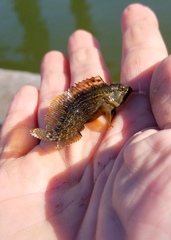 Chasmodes bosquianus