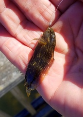 Chasmodes bosquianus