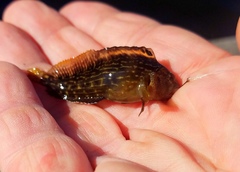 Chasmodes bosquianus