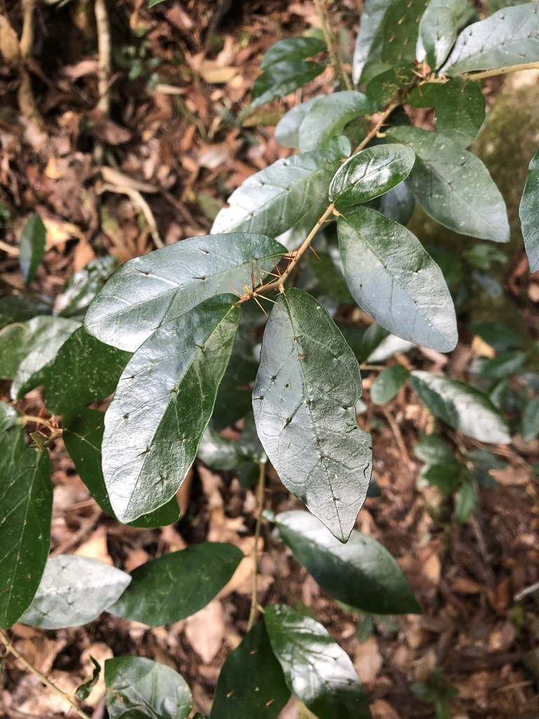 Bittersweet nightshade