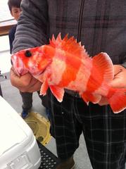 Sebastes rubrivinctus