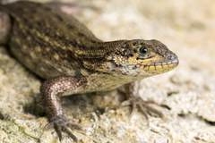 Leiocephalus carinatus