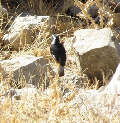 Phoenicurus moussieri