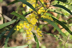 Acacia macradenia