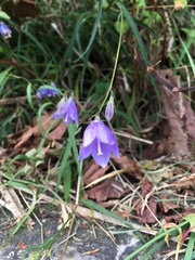 Adenophora morrisonensis