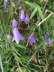 Adenophora morrisonensis