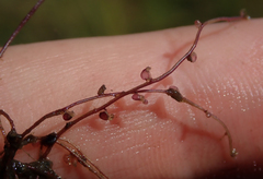 Utricularia gibba image