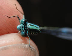 Pseudagrion coeleste coeleste