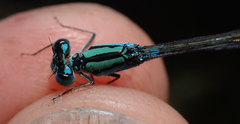 Pseudagrion coeleste coeleste
