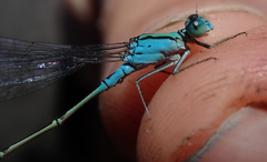 Pseudagrion coeleste coeleste