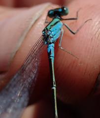 Pseudagrion coeleste coeleste