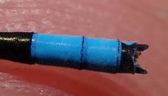 Pseudagrion coeleste coeleste