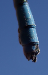 Pseudagrion coeleste coeleste