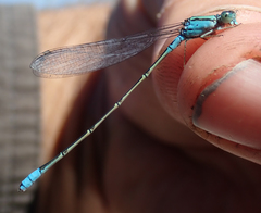 Pseudagrion coeleste coeleste
