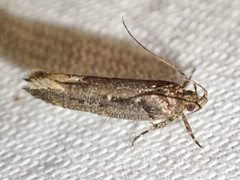 Macrobathra nephelomorpha