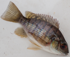 Oreochromis macrochir