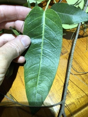 Parsonsia brisbanensis