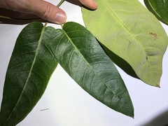 Parsonsia brisbanensis