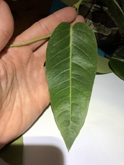 Parsonsia brisbanensis