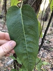 Parsonsia brisbanensis