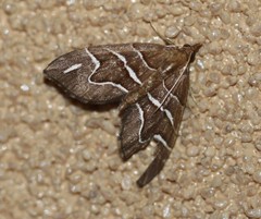 Chaetolopha leucophragma