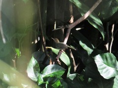 Orthotomus sepium