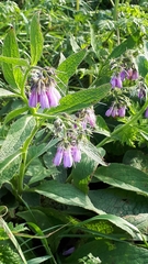 Symphytum officinale