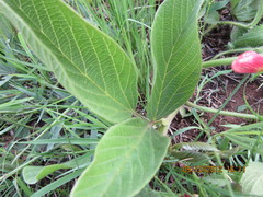 Eriosema distinctum