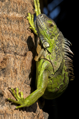 Iguana iguana