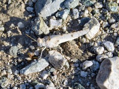 Cibolacris parviceps