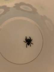 Phidippus audax