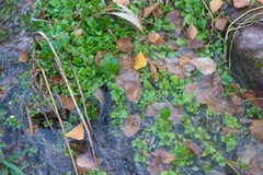 Veronica beccabunga muscosa