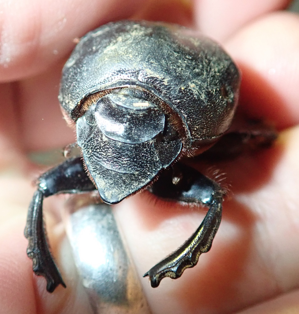 Megalonitis
