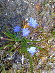 Chamaescilla corymbosa
