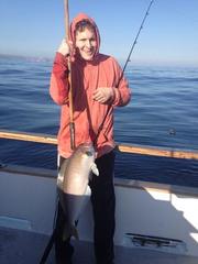 Caulolatilus princeps