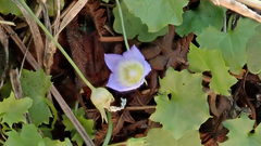 Hesperocodon hederaceus