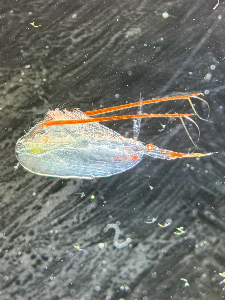 Calanus glacialis