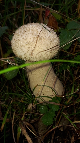 Pestle Puffball