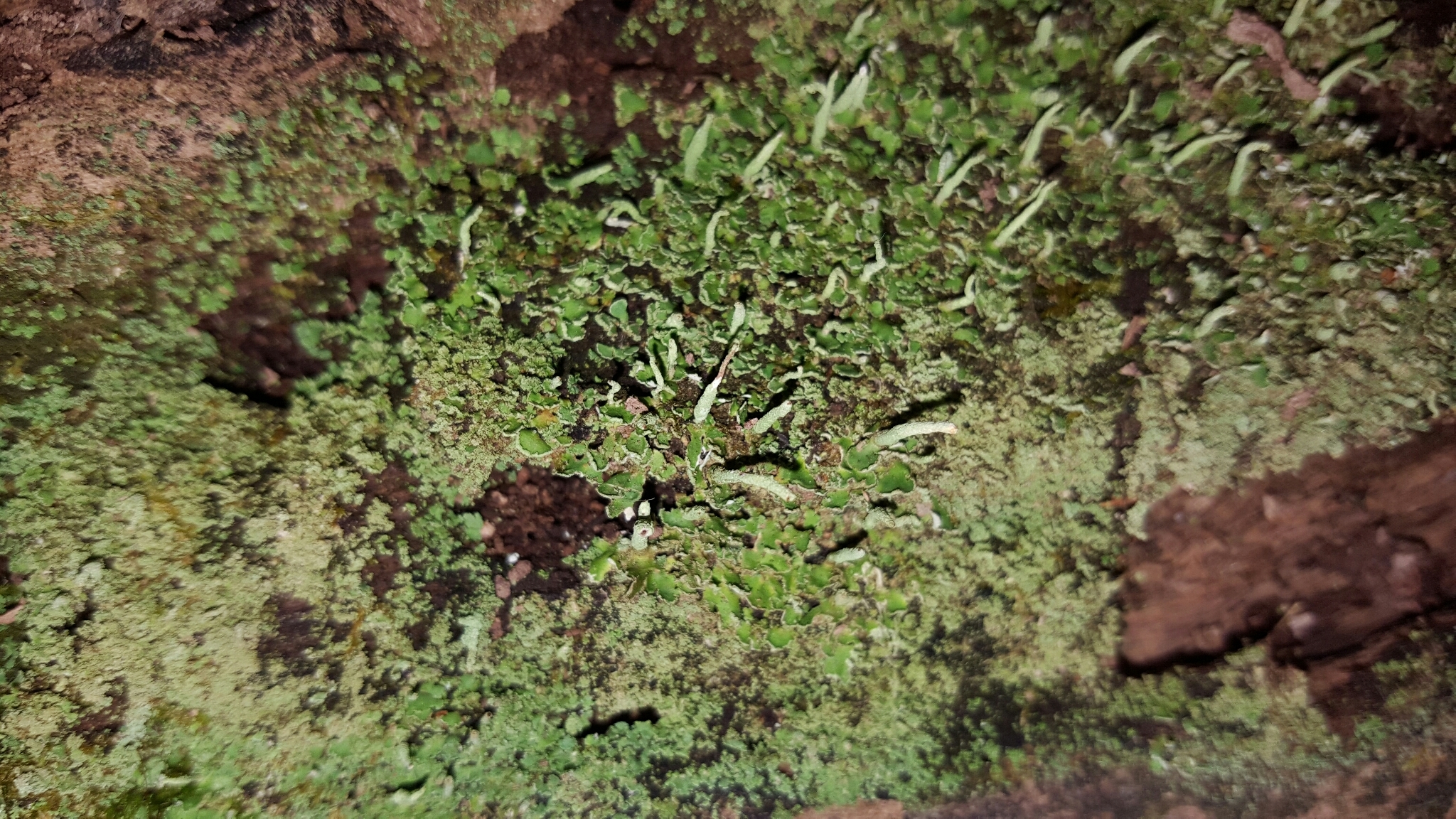 Cladonia image