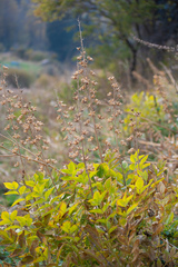 Dictamnus angustifolius