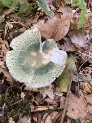Virescentinae