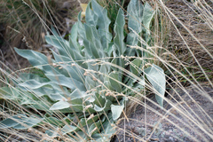 Verbascum songaricum