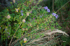 Ziziphora clinopodioides