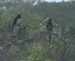 Anthracoceros coronatus