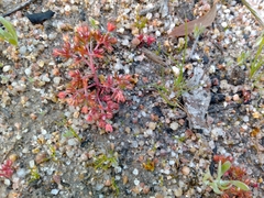 Crassula decumbens