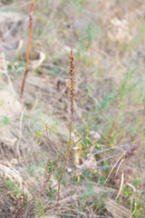 Eremurus fuscus