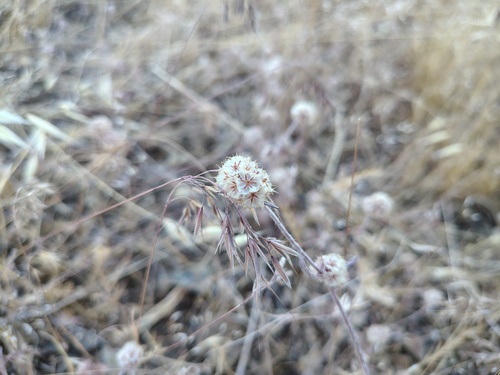 Pink Spineflower foliage