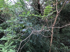 Toxicodendron succedaneum