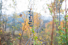 Berberis sphaerocarpa