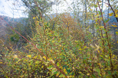 Berberis sphaerocarpa
